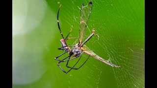 Nephila pilipes eating Yellow barred flutterer Dragonfly [upl. by Rhianna123]