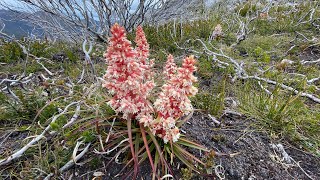 The Needles Southwest Tasmania part 2 A look at the plants [upl. by Ligriv]