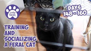 Training And Socializing A Feral Cat  Part 17  Days 148  160  Cat Video Compilation [upl. by Ecnadnac]