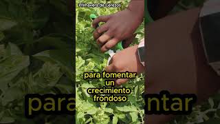 Cómo Cultivar Albahaca Consejos Esenciales para tu Huerto albahaca huerto cultivo plantas [upl. by Ardnuyek568]