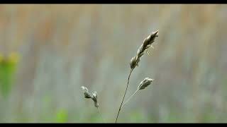 Wind Whoosh Air Gust Rustling Leaves Sound Effect [upl. by Ericha]