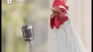 Singing hens [upl. by Eartha]