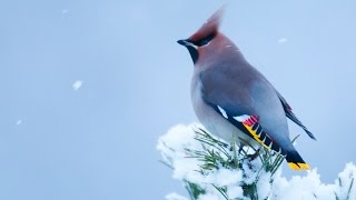 Birds of Norway  Winter [upl. by Ahseat861]