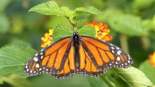 Schmetterling Monarch Danaus plexippus [upl. by Jarlath559]