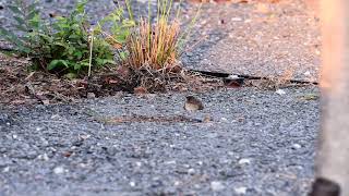 House Wren  Georgia Tech  October 2024 [upl. by Dranyam]