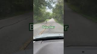 Lainey wilson is the perfect voice got this deer video countrymusic music country [upl. by Zigrang73]