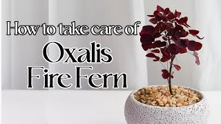 How to care for Oxalis Fire Fern [upl. by Ley195]