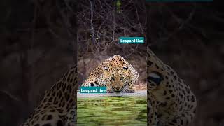 leopard Jhalana leopard santury natgeo bigcat rajasthan jhalana danger water wildlife [upl. by Aihsa]