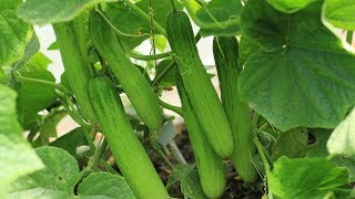 Prune cucumber properly to get great harvest why and how [upl. by Won]