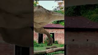 T Rex dinosaur short video trexchase jurassicparktrex jurassicworld dinasaur ashique [upl. by Asilehc724]