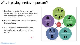 Phylogenetics Lecture 1 Basic terminology Applications [upl. by Coonan711]