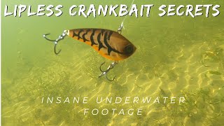 Lipless Crankbait fishing  Insane Underwater Footage [upl. by Alyakcim]