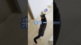 キッチンまで呼びに来る猫様 shorts とらねこ日和 保護猫 ねこのいる暮らし ねこのいる生活 とらねこ 黒トラ 猫 ねこ cat [upl. by Neltiac589]