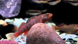 RegenbogenSpringbarsch Etheostoma caeruleum Darter amp Notropis lutipinnis wwwwp3dde [upl. by Banquer360]