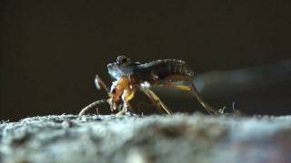 Bombardier beetle  filmed 2009 [upl. by Nivloc]