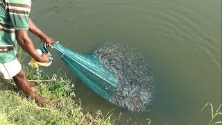 PRAWN CATCHING AT POND [upl. by Ecenaj]