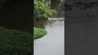 雨上がりの川に白鳥？アヒル？【masuyasu】shortsjapan千葉県 [upl. by Eenot]