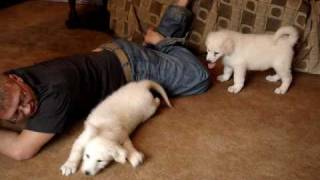 Kuvasz Puppies [upl. by Samau174]