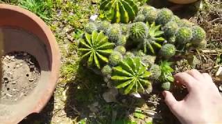 Giardinaggio riproduzione talea pianta grassa cactus [upl. by Rayshell]