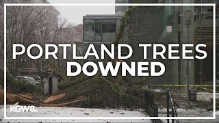 Wind gusts wreak havoc on Portlands trees as ice storm continues [upl. by Trescha347]