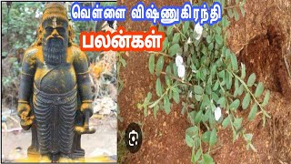 வெள்ளை விஷ்ணுகிரந்தி அபராசி ii பராசிதம் அல்லது விஷ்ணுகிரந்தி Evolvulus alsinoides [upl. by Jesse680]