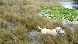 Gundog Training Made Easy  How to train your gun dog [upl. by Yrod]