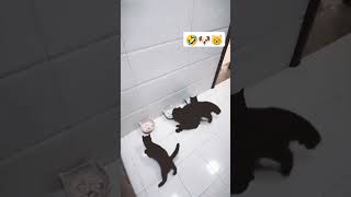 dog and cat comedy video 🤣 ytshorts shorts [upl. by Thisbe]