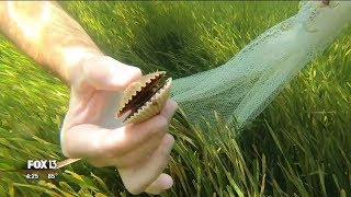 Scalloping with River Adventure Tours [upl. by Eirised127]