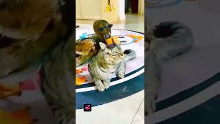 Pede arrego 😂😂🦆🦆🤣🤣🐈🐈😃😃 [upl. by Eugenie261]