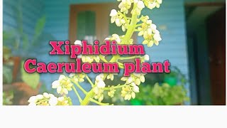 xiphidium caeruleum plantpramichristy [upl. by Areehs]