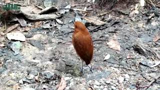 Chestnut Antpitta Grallaria blakei Endemic to Peru in Abra Patricia [upl. by Novehs]