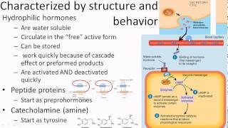 Pathophysiology Endocrine overview 1 of 3 [upl. by Atwater]