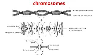 Polytene chromosomes amp lampbrush  Giant chromosomes [upl. by Perceval960]