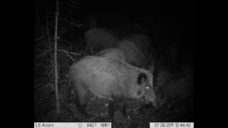 Wildschweine Dachs Marder Waschbär Fuchs Reh mit der Wildkamera in der Schorfheide [upl. by Atews]