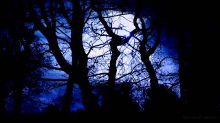 Forest at Night Sounds  Owls amp Crickets  Rustling leaves and wind [upl. by Erialc]