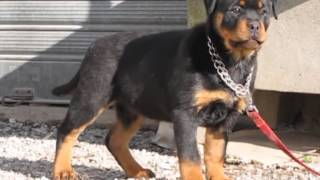 ROTTWEILER CUCCIOLI PRETTY Roccia Nera Leo Messi x Xira [upl. by Ahsenauj]