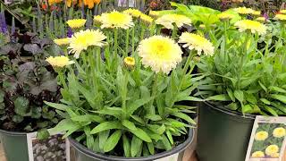 Leucanthemum Luna Shasta Daisy  Superb Easy to Grow Perennial with Unusual POMPOM 💥Flowers [upl. by Robbie932]