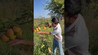 LIMONKA NOK KOʻCHATLARI KUZ MAVSUMIGA TAYOR HOLATDA 🔥🔥 uzbekistan rec fruit fruitcultivation [upl. by Yvan4]