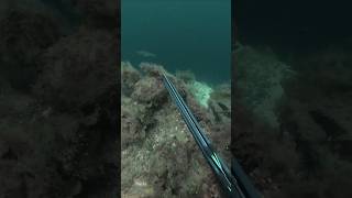 Spearfishing Atlantic pollock molde norway [upl. by Yliah]