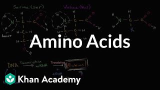 Introduction to amino acids  Macromolecules  Biology  Khan Academy [upl. by Ahsimac]