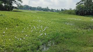 কচুরিপানাwater hyacinthsEichhorniaPontederia nature beautiful beauty amazing flowers water [upl. by Christabel]