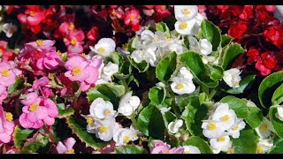 130बिगोनिया से बीज ऐसे निकले How to collect Begonia seeds [upl. by Kapoor]