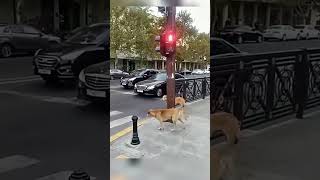 dogloverfyphighlightsfunnyshortsfunnyvideoanimalspets [upl. by Meyer545]