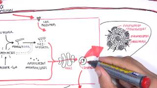 Physiology of Lipoproteins Cholesterol [upl. by Karil]