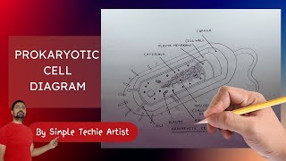 How to Draw Prokaryotic Cell  Prokaryotic Cell Diagram  Drawing Prokaryotic Cell [upl. by Anelliw289]