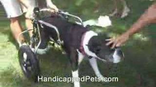 Paralyzed Dog  1st steps in HandicappedPetscom Wheelchair [upl. by Aviv]