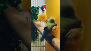 quotIncredible Gouldian Finch Mating Dancequot [upl. by Casimire619]