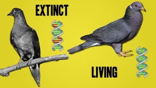 The Science Behind Deextinction [upl. by Yenahc]