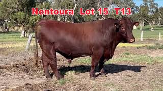 2024 Naracoorte Shorthorn Bull Sale NENTOURA Lot15 T13 [upl. by Atlante]