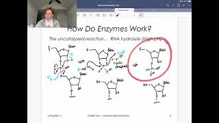 How do Enzymes Work RNase A [upl. by Ademla627]